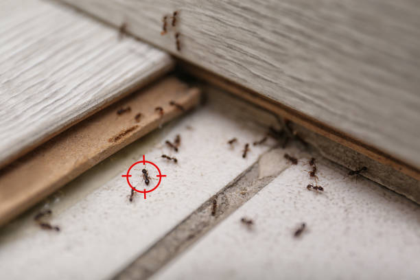 Professional Pest Control in Chambersburg, PA