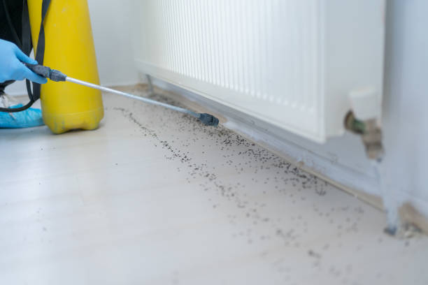Flea Control Services in Chambersburg, PA
